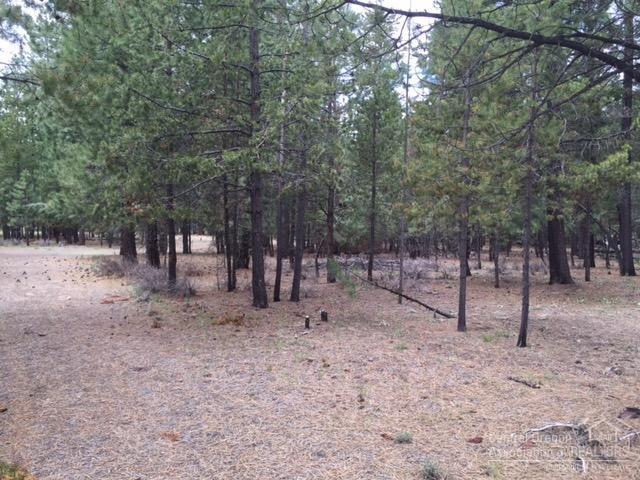 Ponderosa Pines - Land