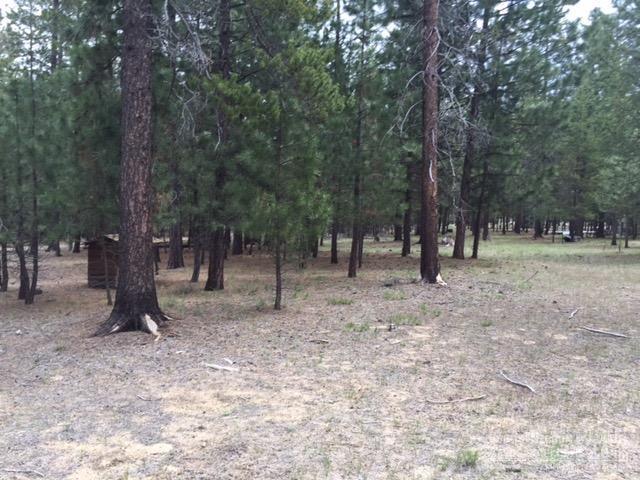 Ponderosa Pines - Land