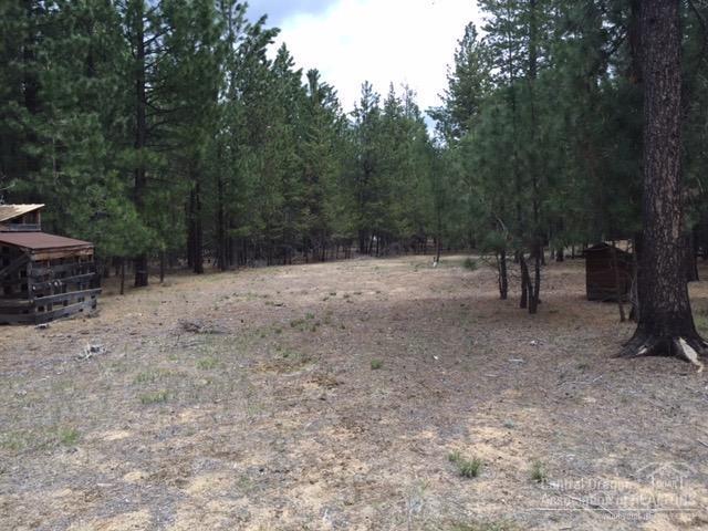 Ponderosa Pines - Land