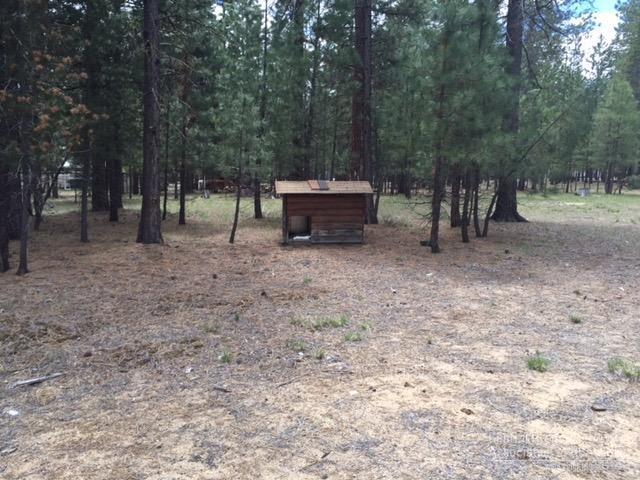 Ponderosa Pines - Land