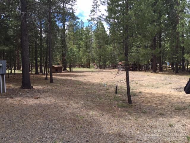 Ponderosa Pines - Land