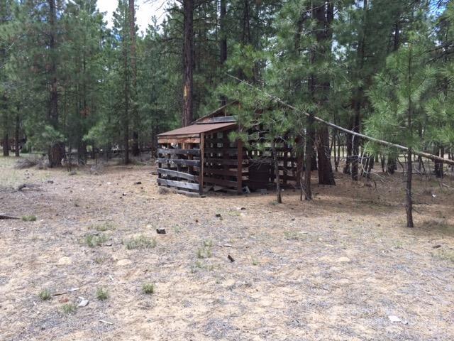 Ponderosa Pines - Land