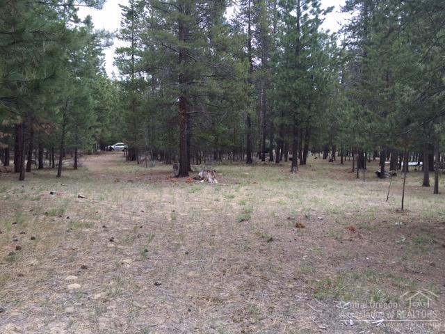 Ponderosa Pines - Land