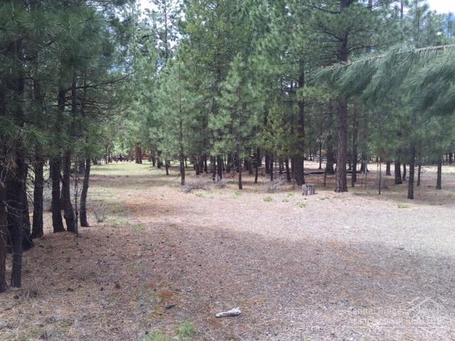 Ponderosa Pines - Land