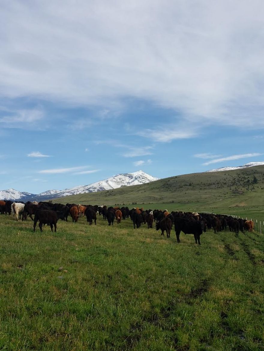 Incredibly productive ranch in the heart of the John Day Valley.  BCH Cattle is a straight up production oriented ranch that runs unbelievable numbers of livestock.  877 acres of water rights and irrigated ground that is all free water.  No pumping costs, no power bills and no mechanical maintenance.  The entire ranch can be run and irrigated by one guy.  BCH Cattle is fenced and cross fenced so that pasture rotations are effortless and grass can be well managed. 
 Summers 500 c/c pairs or 1500 yearlings.  In addition to the grass production the ranch boasts a 2500 head CAFO permit.  These are getting increasingly difficult to get in Oregon.  Approximately 1800' of bunks.  Perfect yearling operation or summer cow ranch.  40K digital scales.  Pipe and cable corrals, hydraulic chute and paved road access.  7 bedroom, 3.5 bath older home.  40 x 120 machine shed/shop.  Verizon Cell Tower on the ranch that generates about $14K/year in annual income.