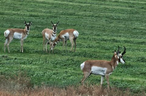 Tiny photo for 22566 Highway 140, Adel, OR 97620 (MLS # 220210443)