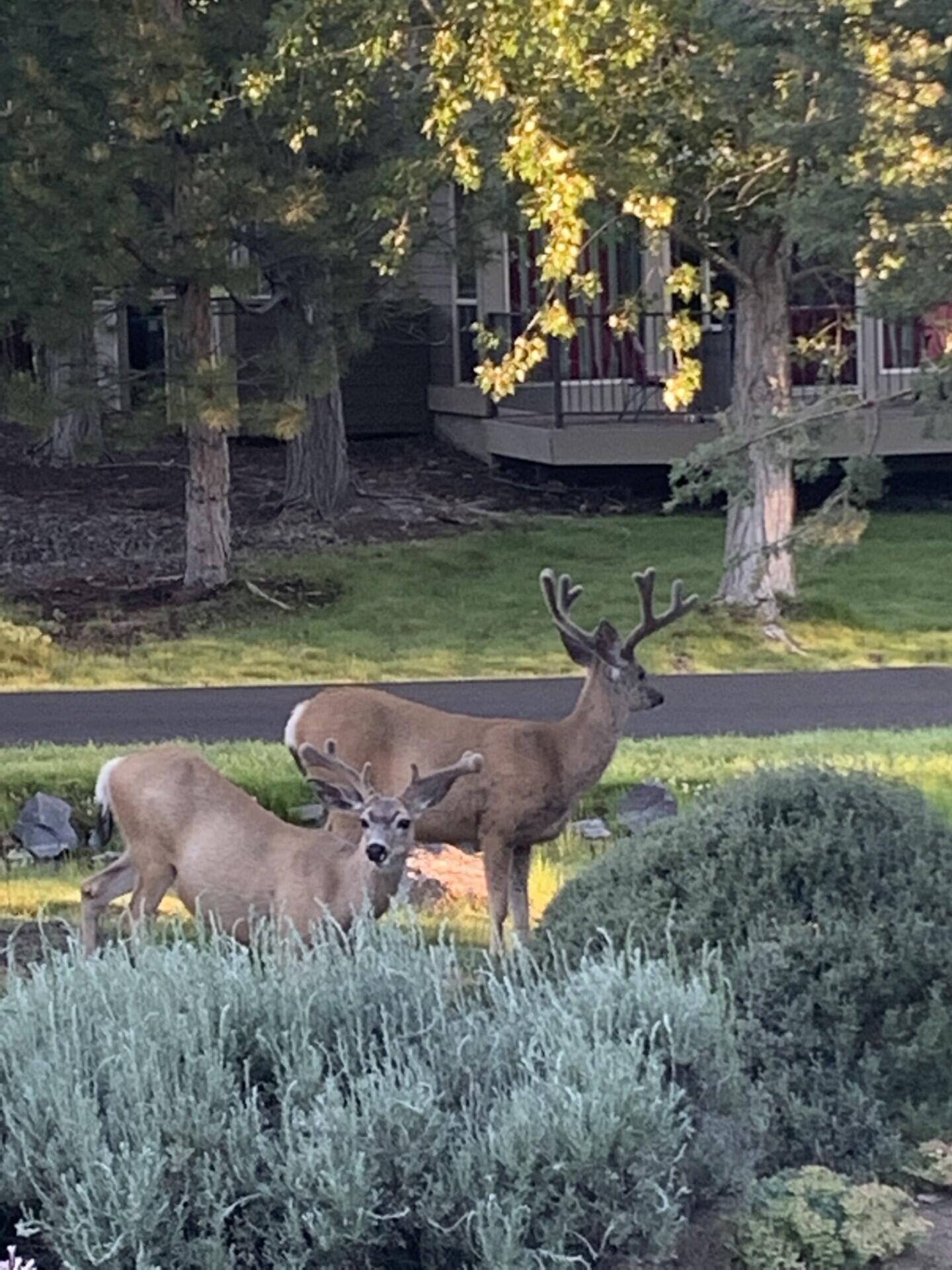 Ridge At Eagle Crest - Residential