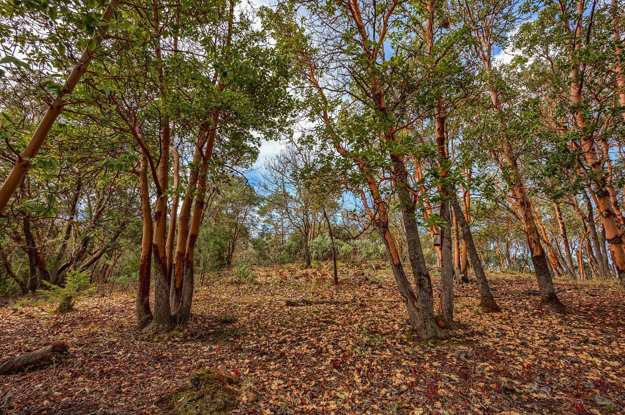 Wildrose - Residential