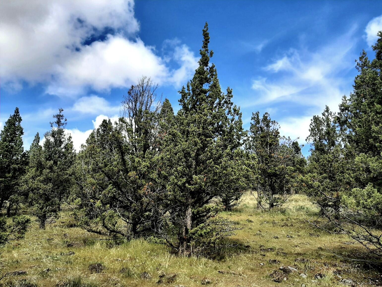 Prineville Lake Acres 1 - Land
