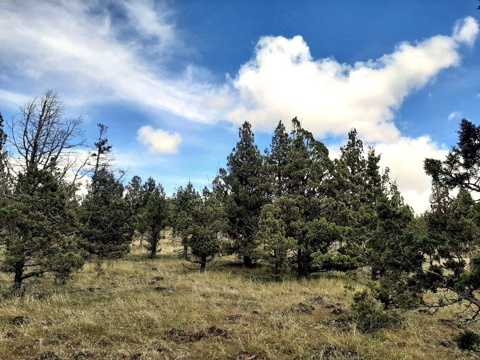 Prineville Lake Acres 1 - Land