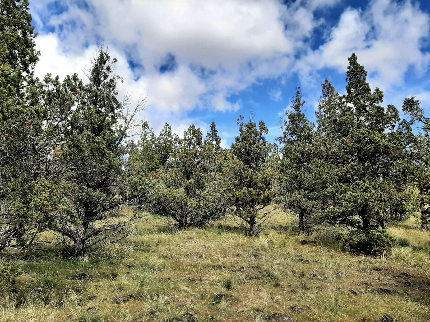 Prineville Lake Acres 1 - Land