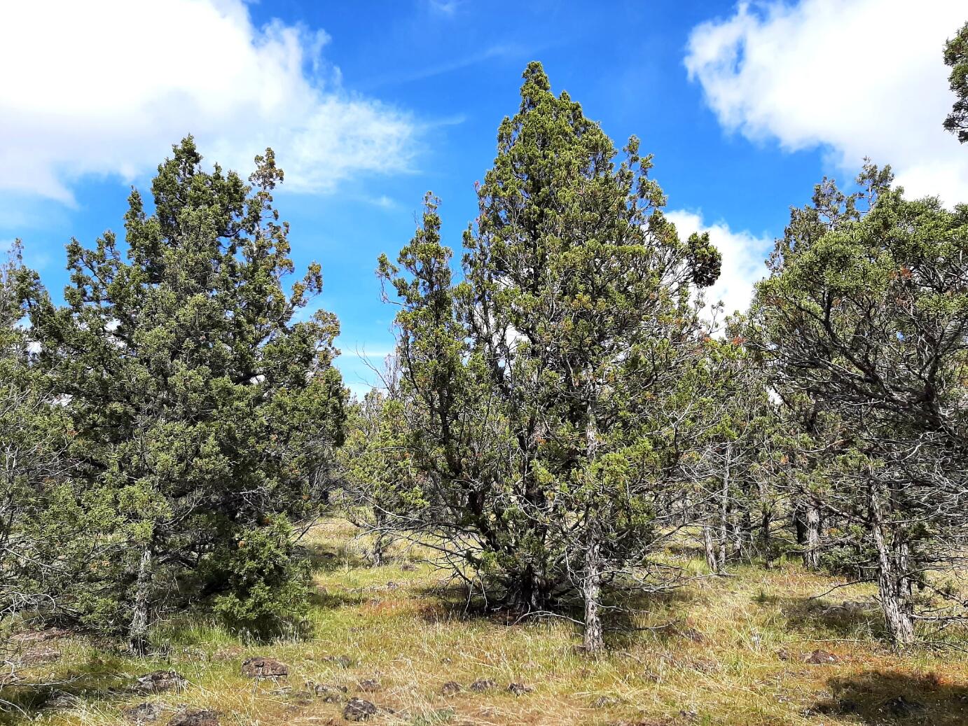 Prineville Lake Acres 1 - Land