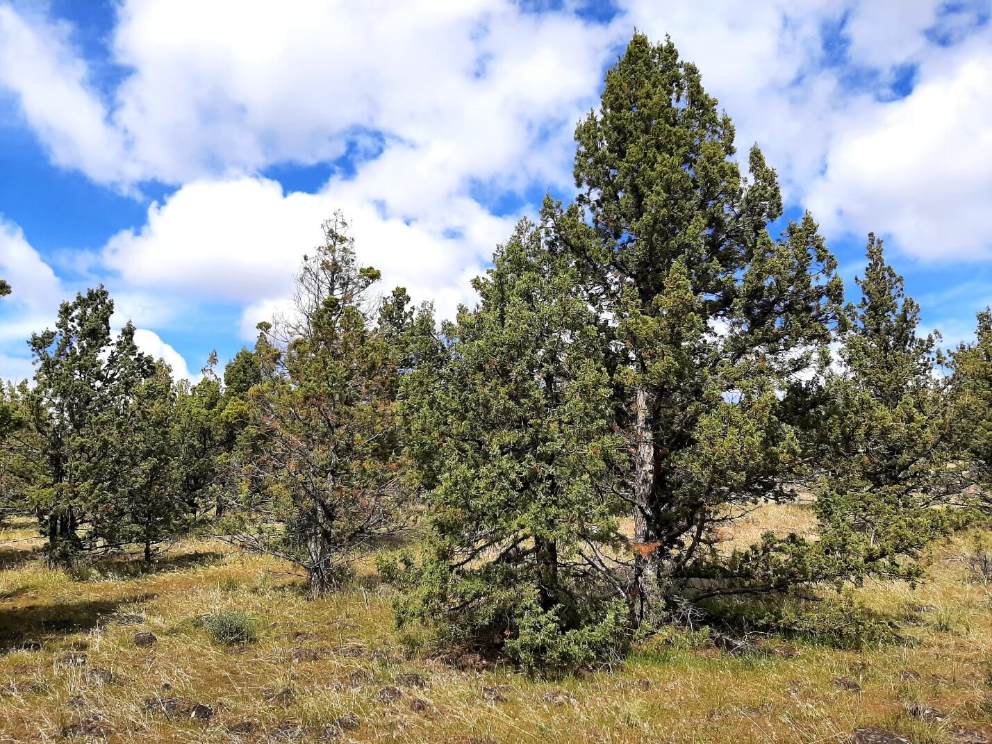 Prineville Lake Acres 1 - Land
