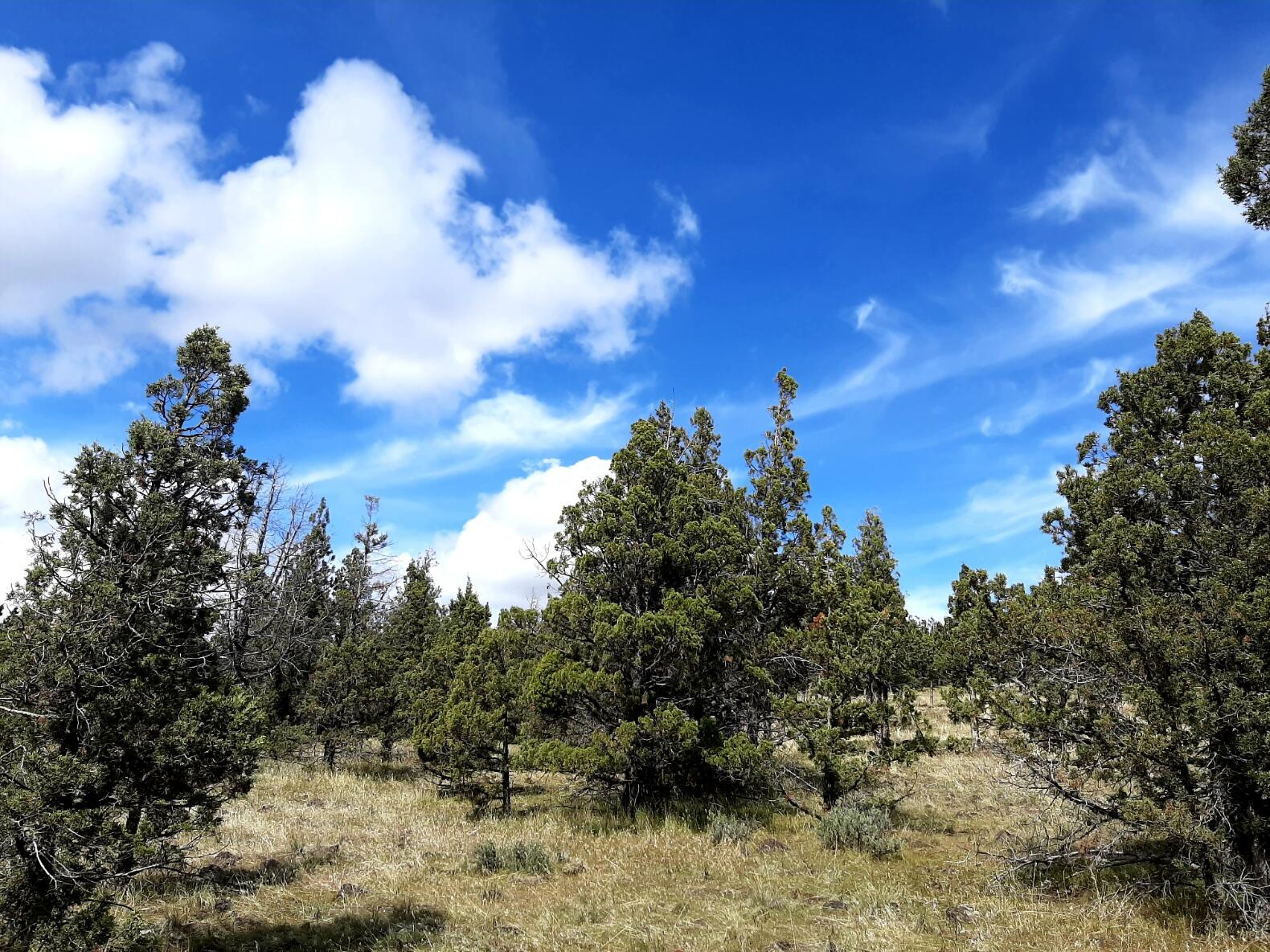 Prineville Lake Acres 1 - Land