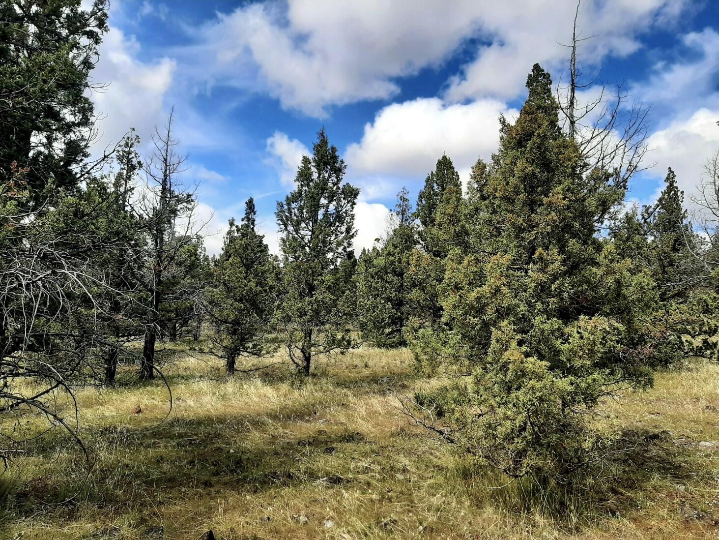 Prineville Lake Acres 1 - Land