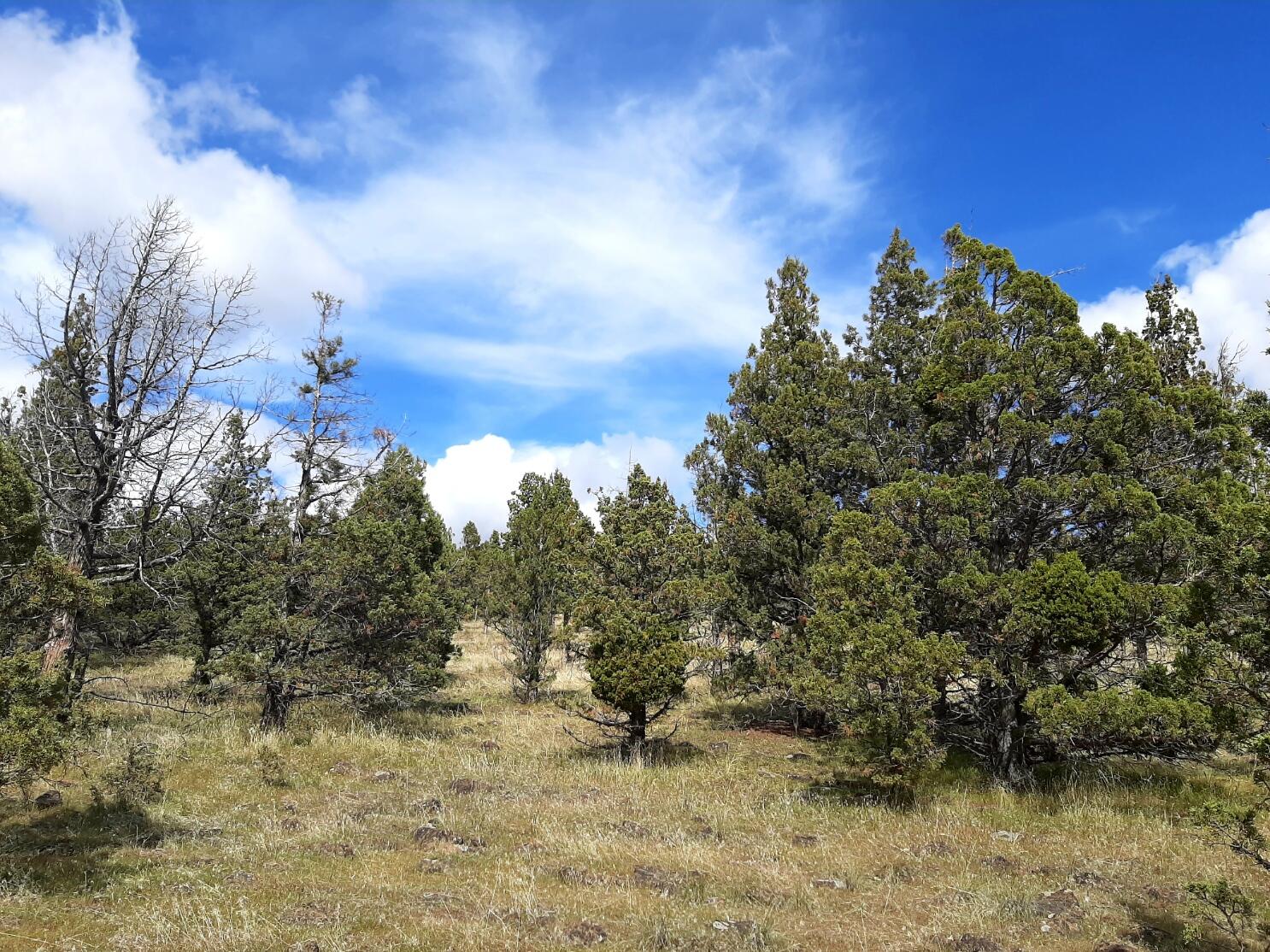 Prineville Lake Acres 1 - Land