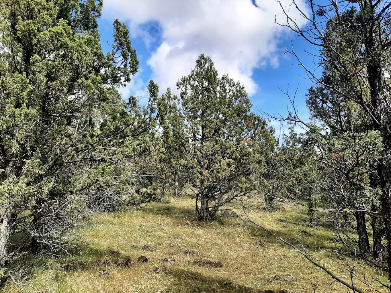 Prineville Lake Acres 1 - Land