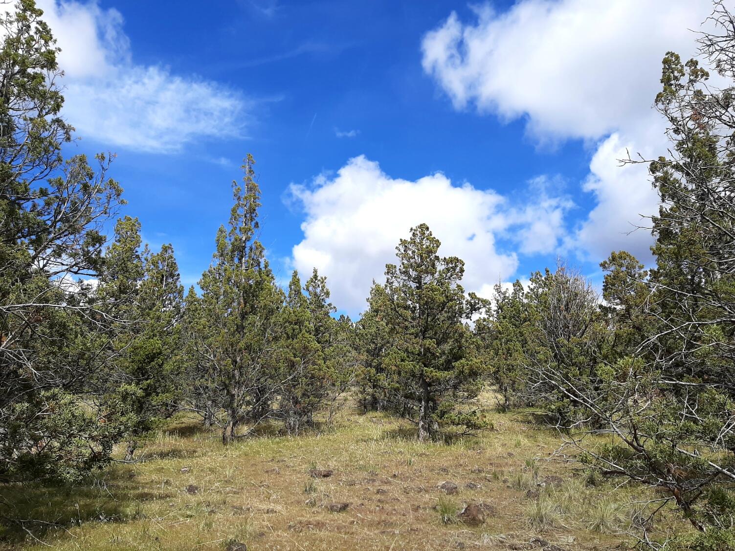 Prineville Lake Acres 1 - Land