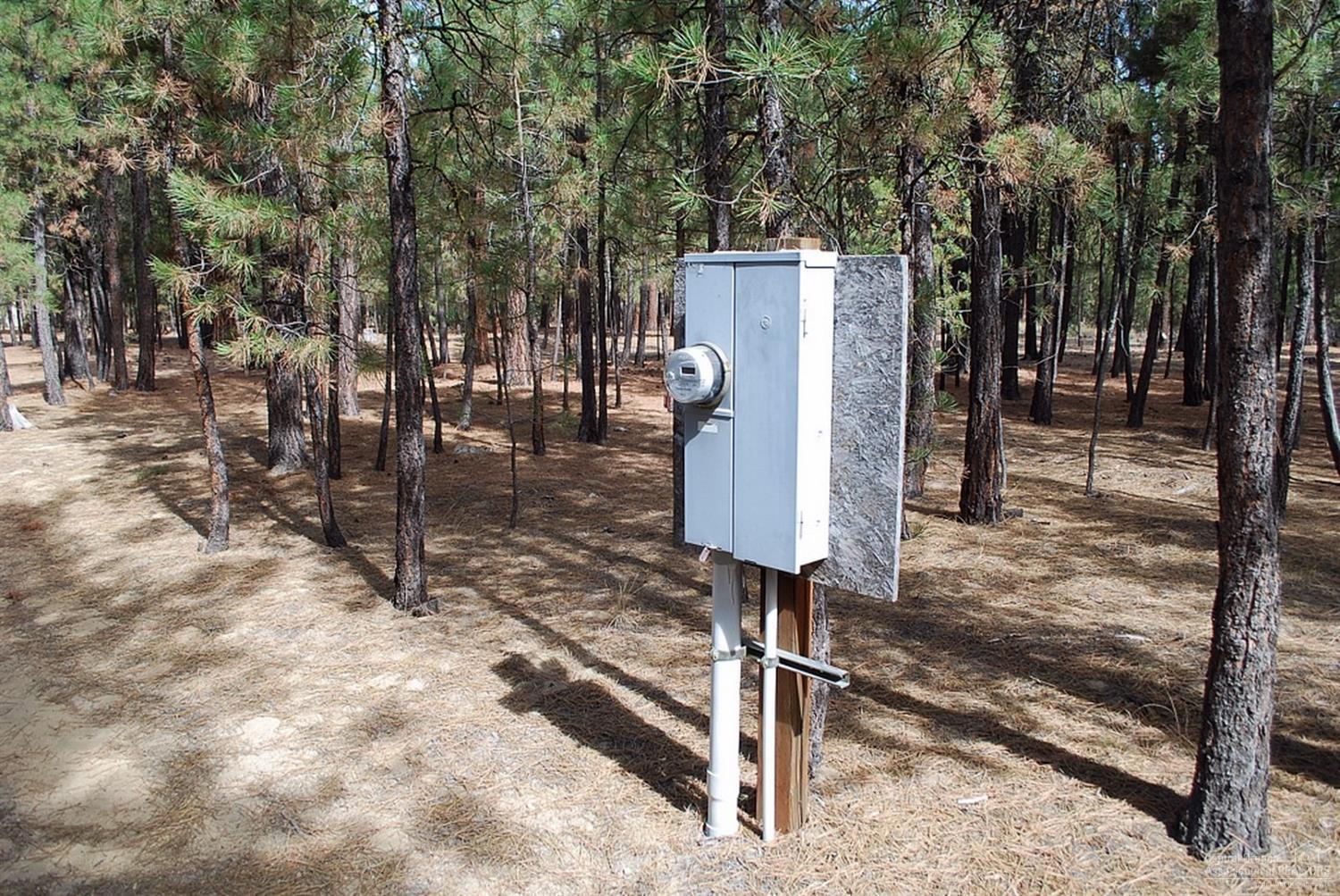 Ponderosa Pines - Land