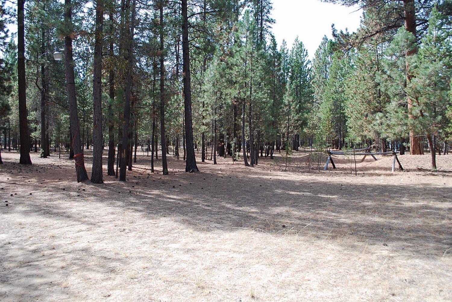 Ponderosa Pines - Land
