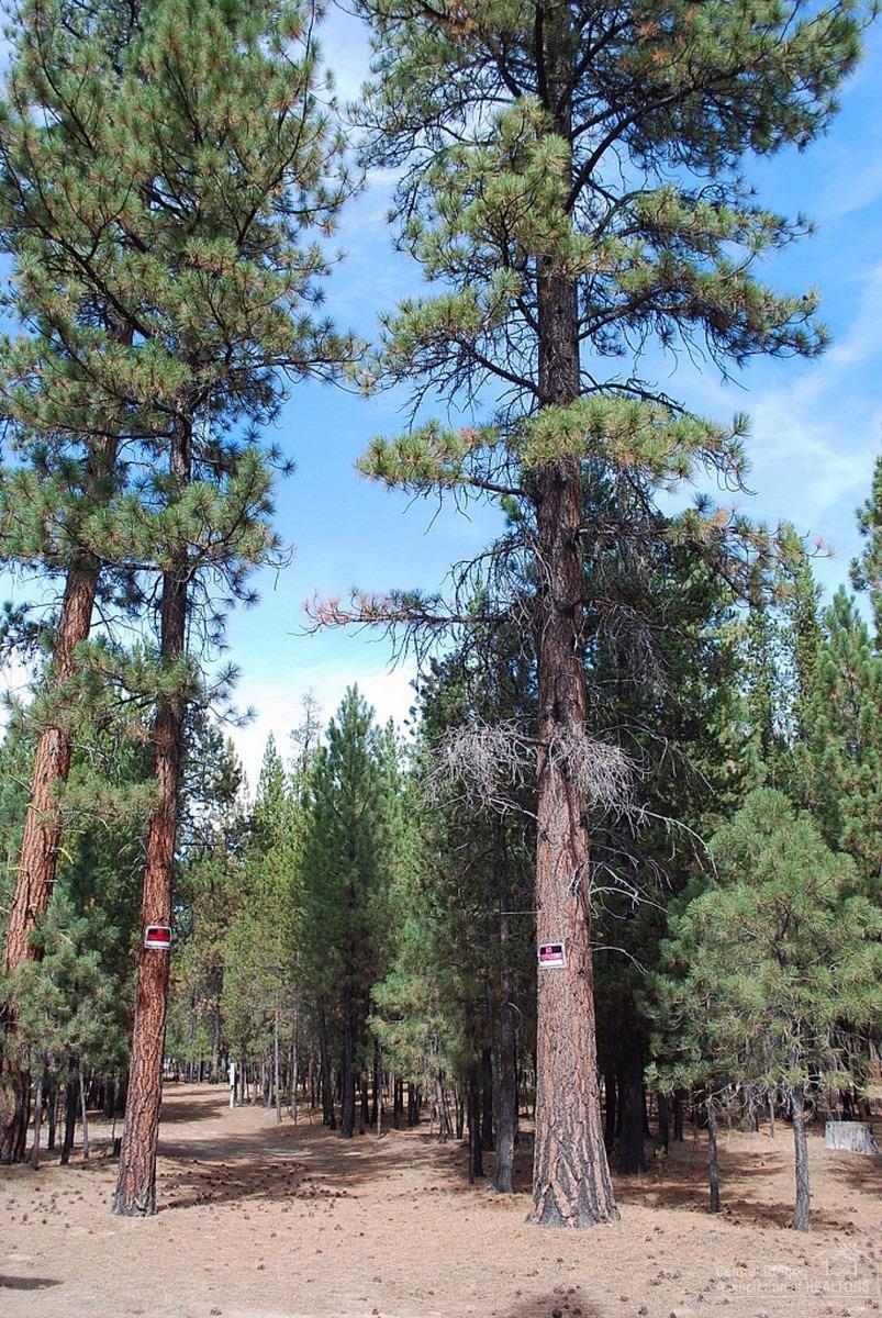 Ponderosa Pines - Land