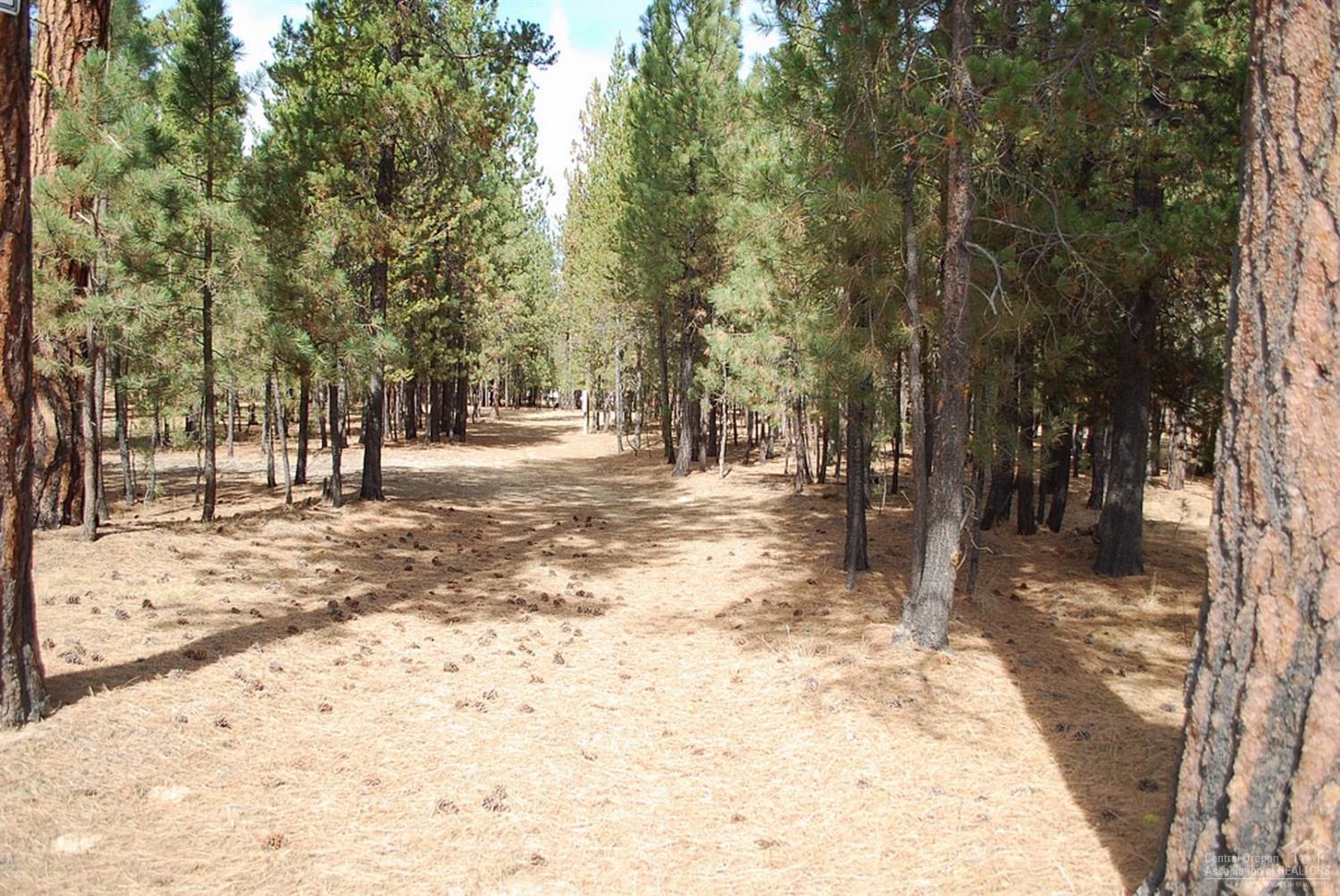 Ponderosa Pines - Land