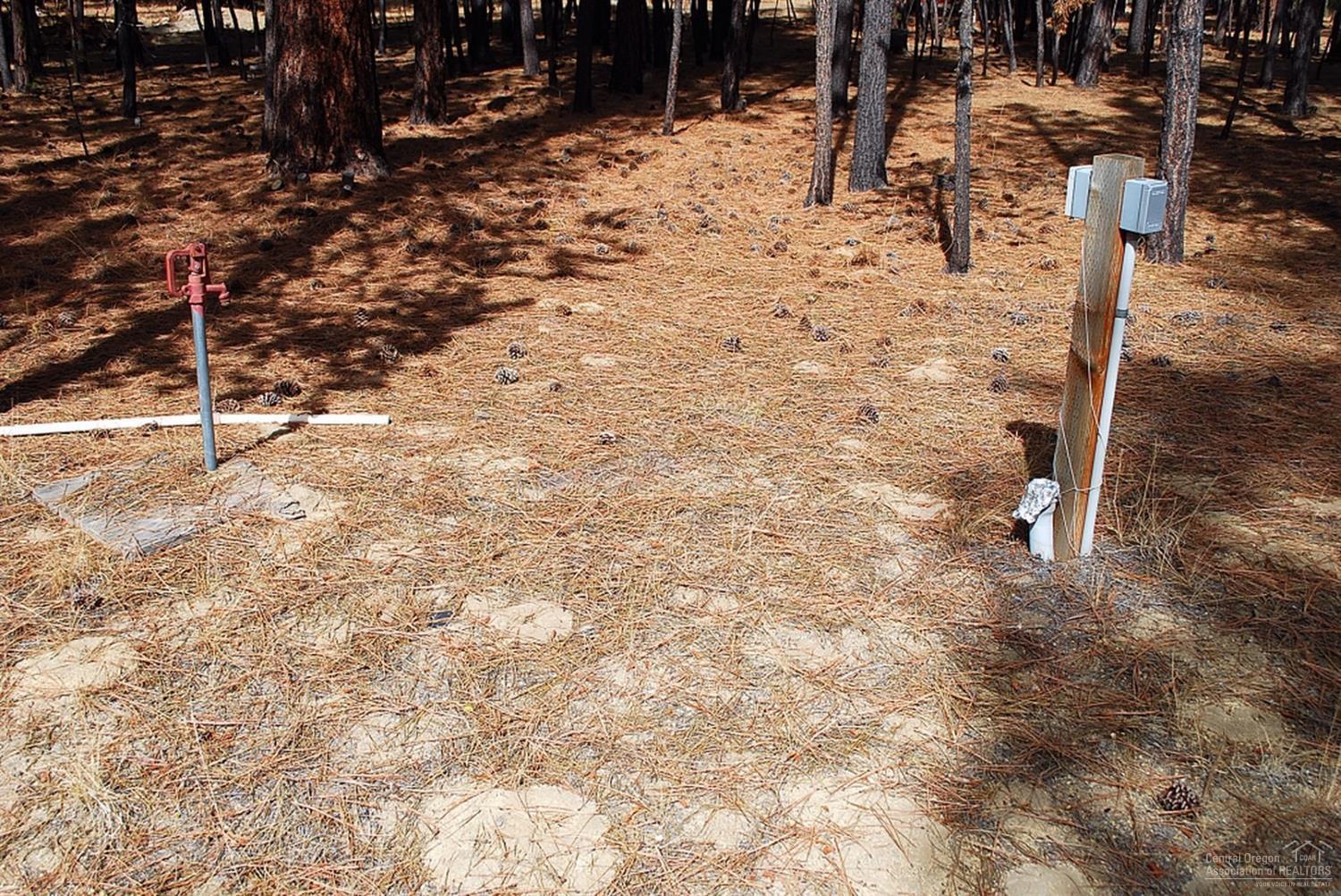 Ponderosa Pines - Land