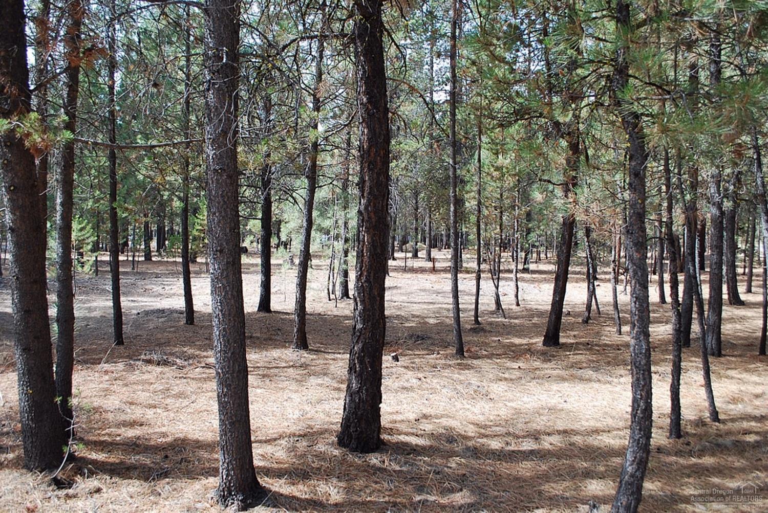 Ponderosa Pines - Land
