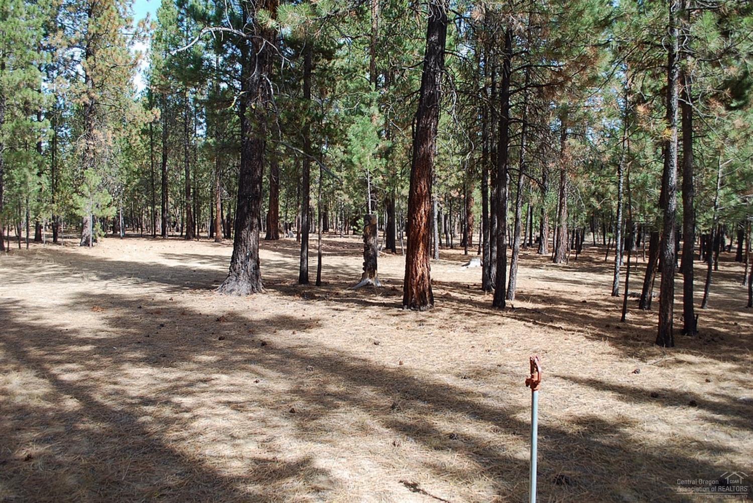 Ponderosa Pines - Land