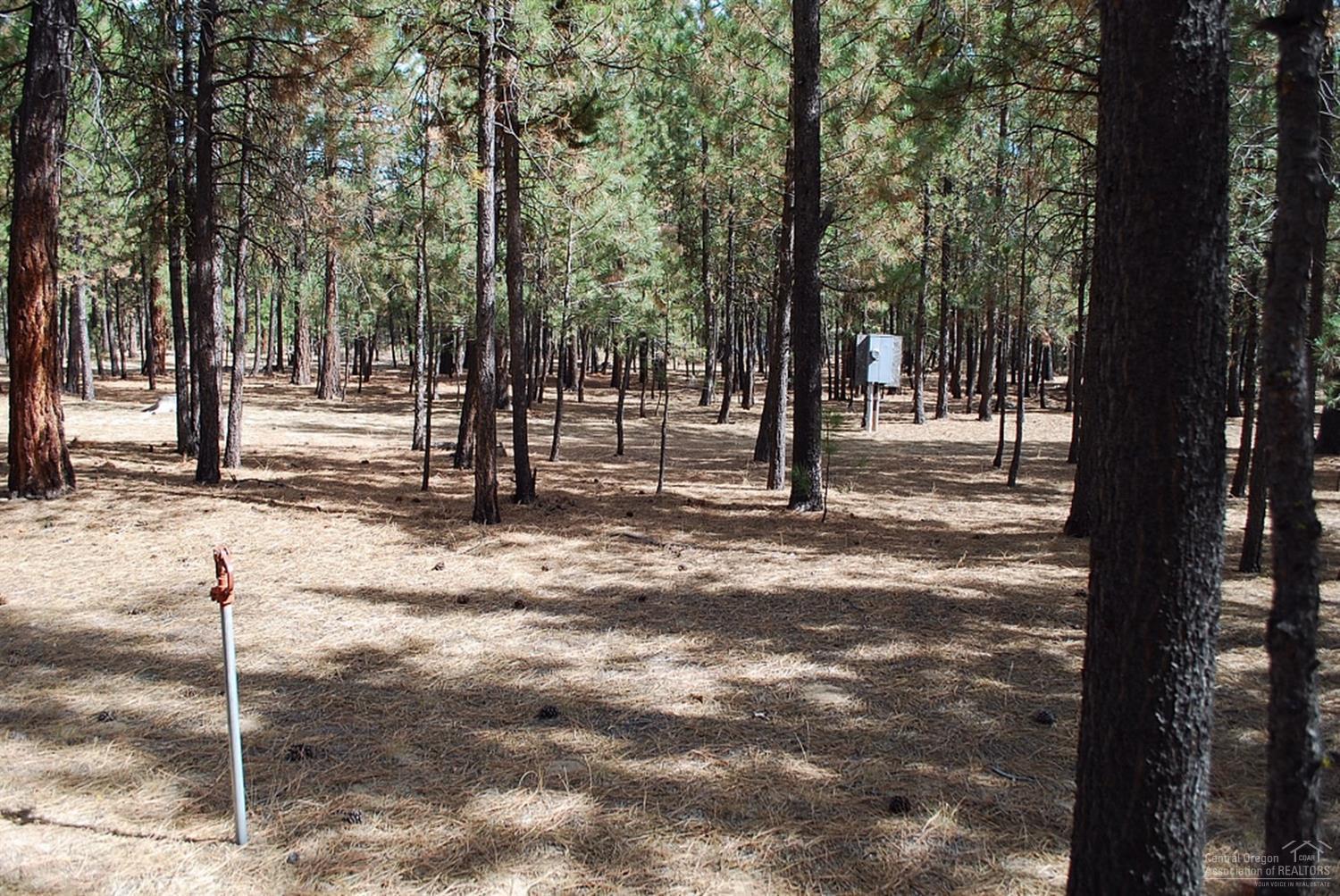 Ponderosa Pines - Land