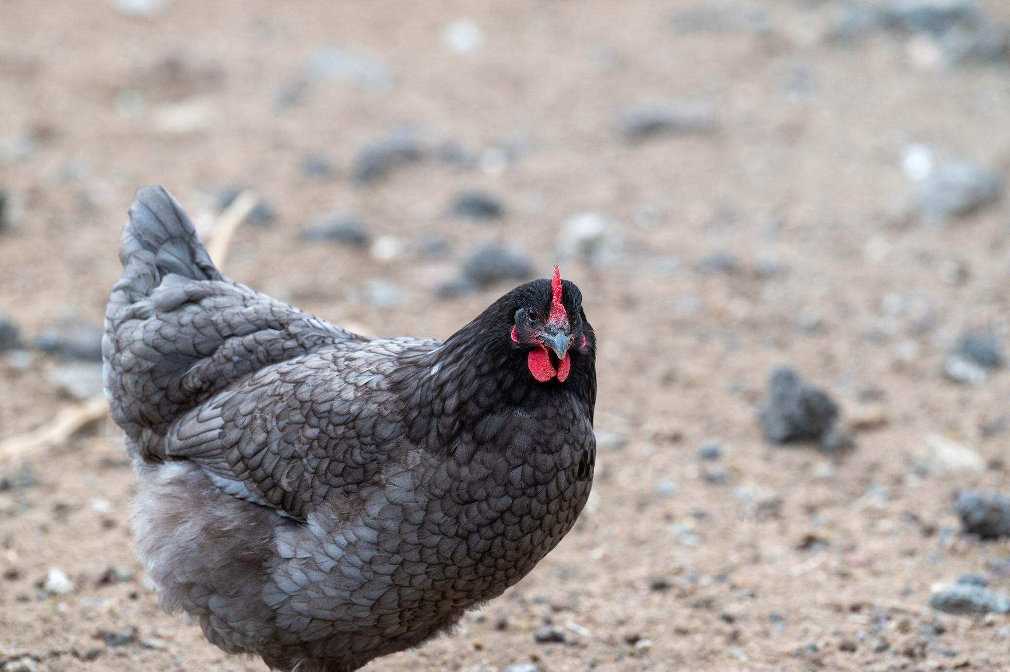 Tetherow Crossing - Residential