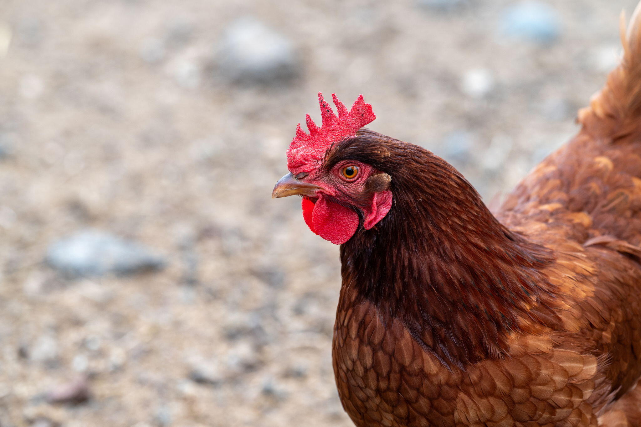 Tetherow Crossing - Residential