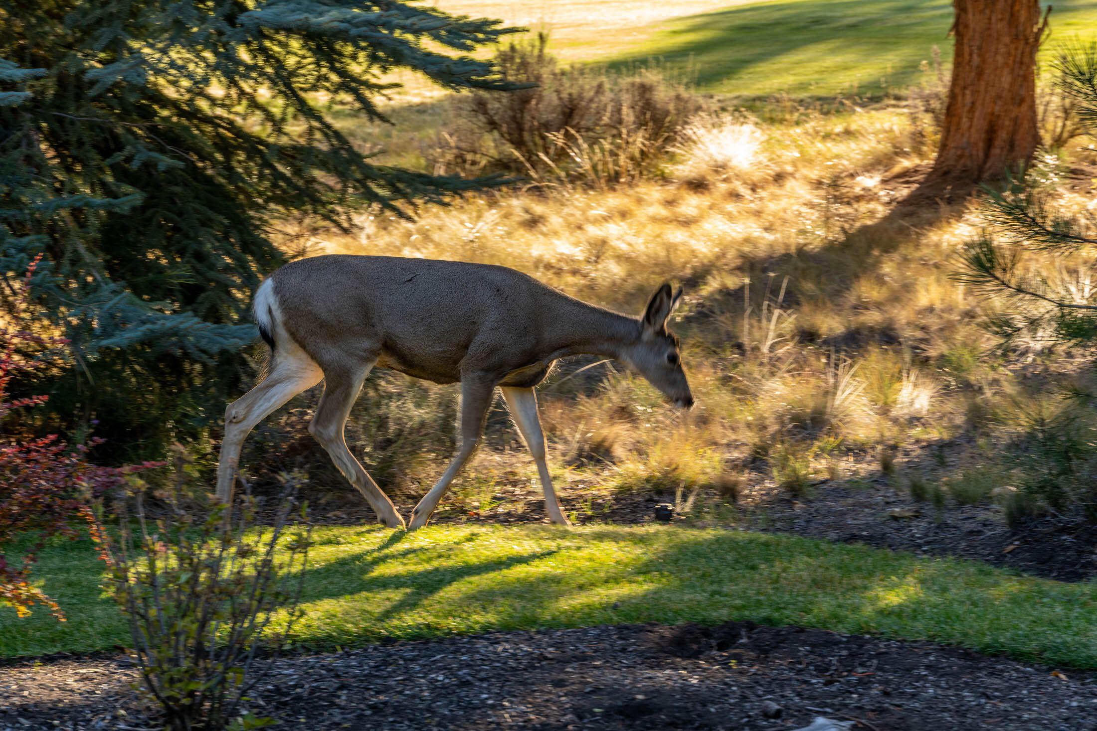 Awbrey Glen - Residential