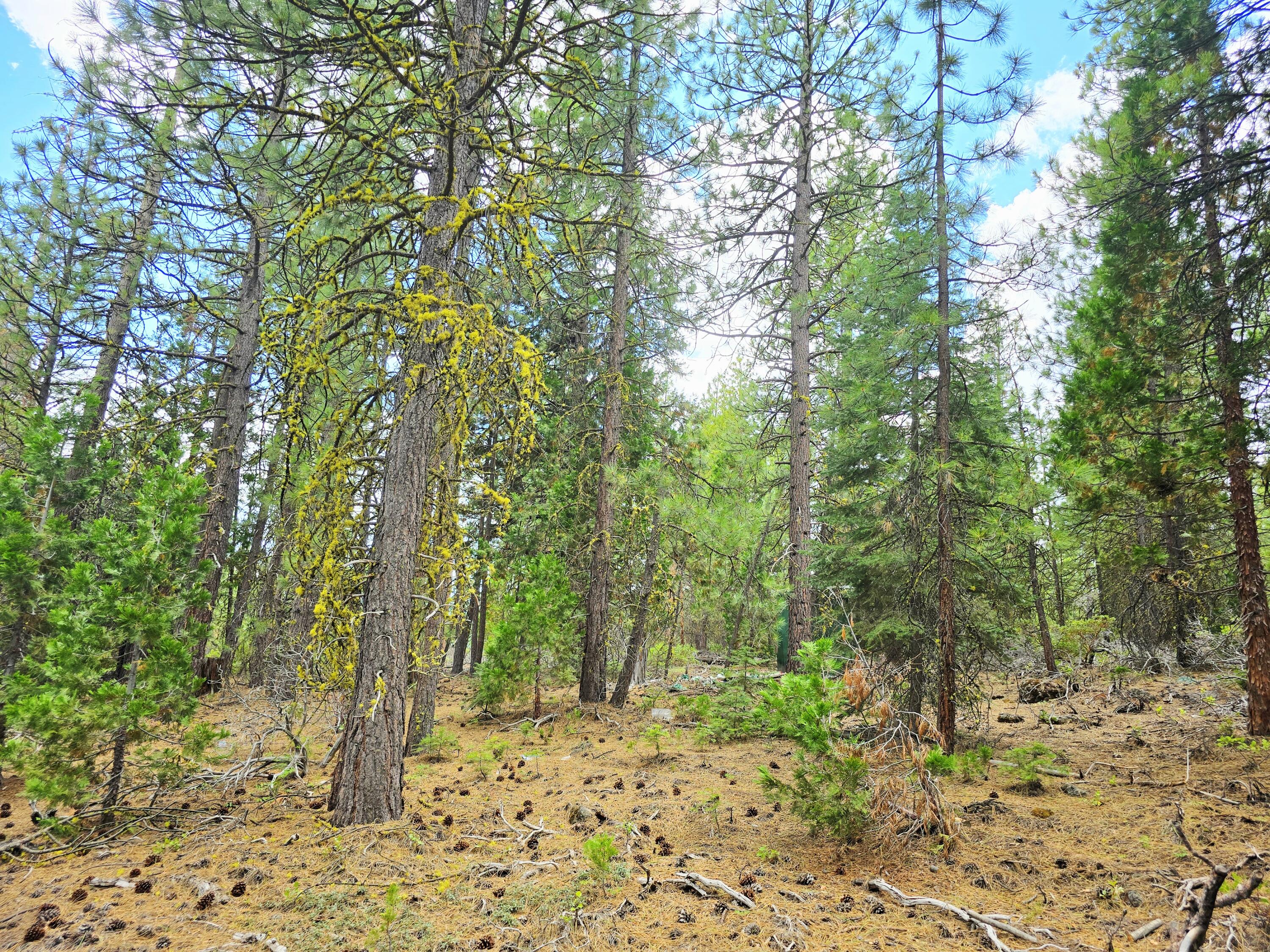 Klamath Falls Forest Estates -Hwy 66 Unit -Plat No. 1 - Land
