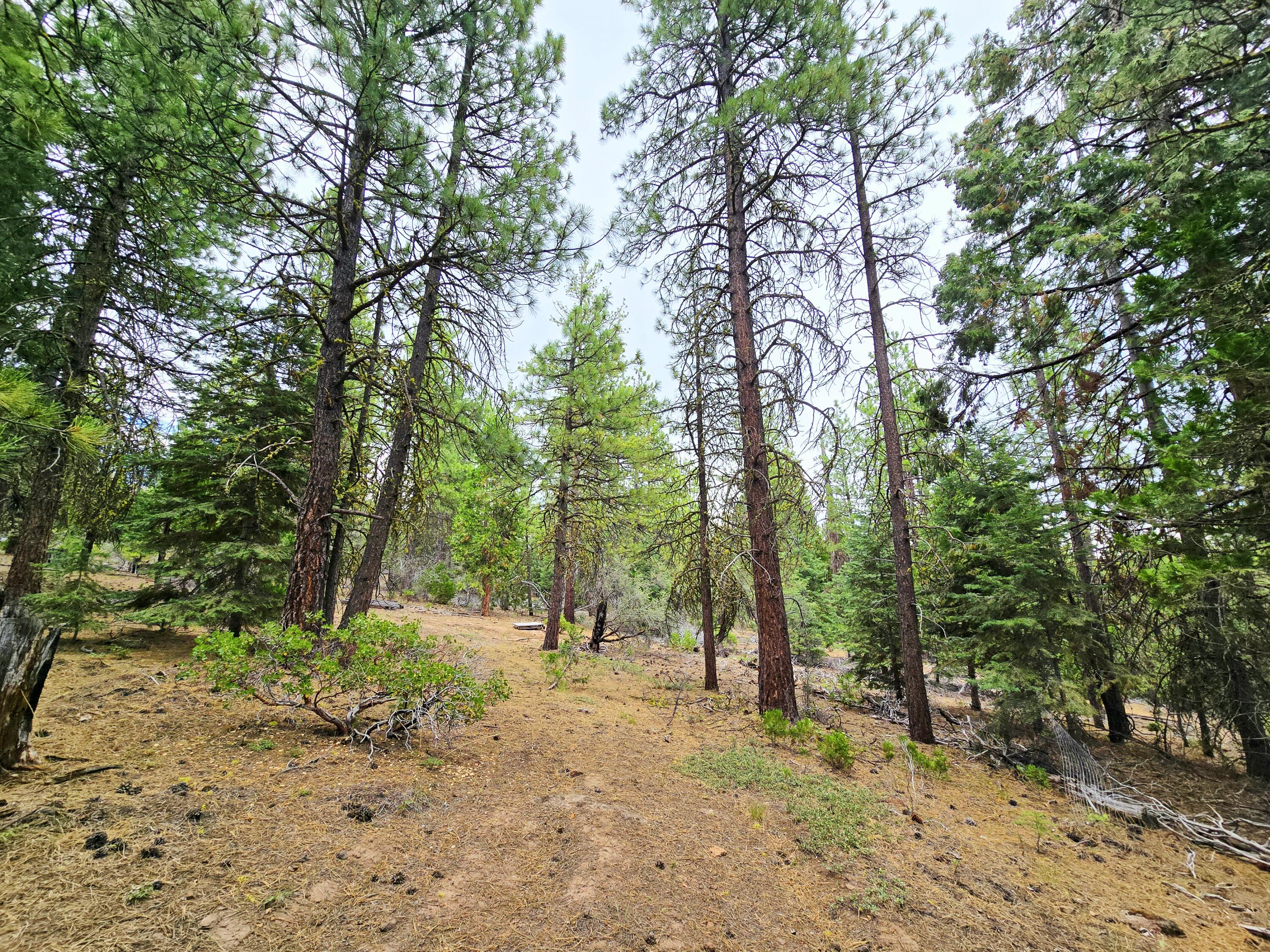 Klamath Falls Forest Estates -Hwy 66 Unit -Plat No. 1 - Land