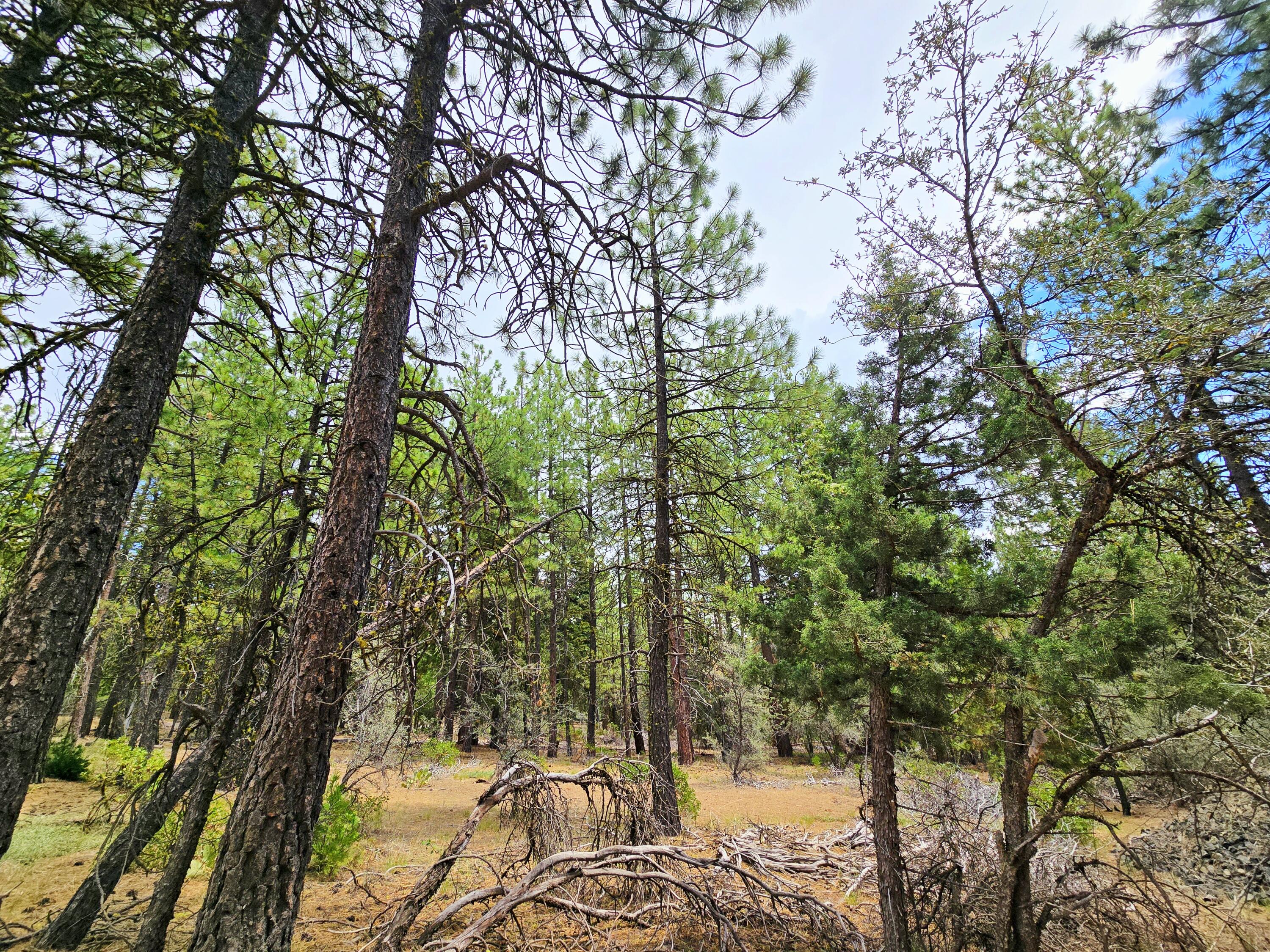 Klamath Falls Forest Estates -Hwy 66 Unit -Plat No. 1 - Land
