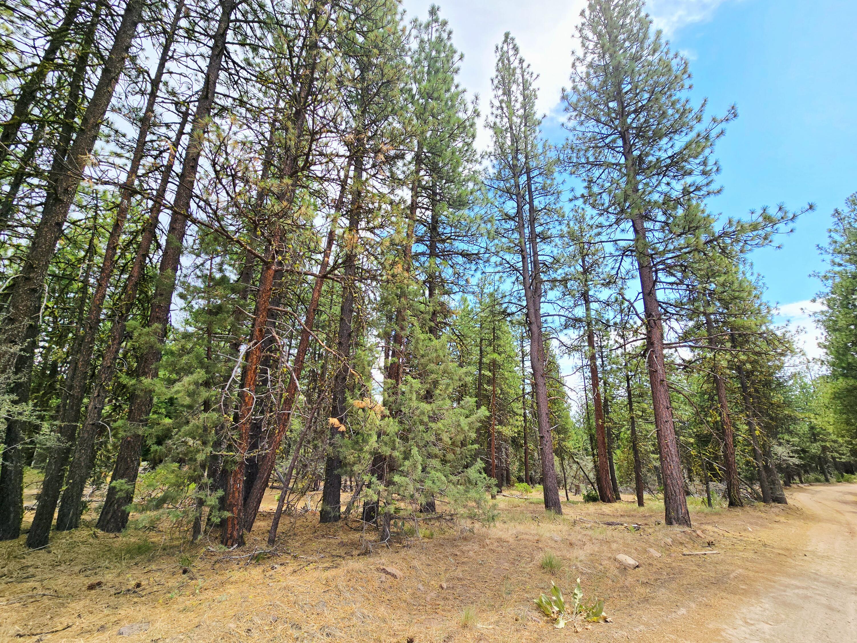 Klamath Falls Forest Estates -Hwy 66 Unit -Plat No. 1 - Land