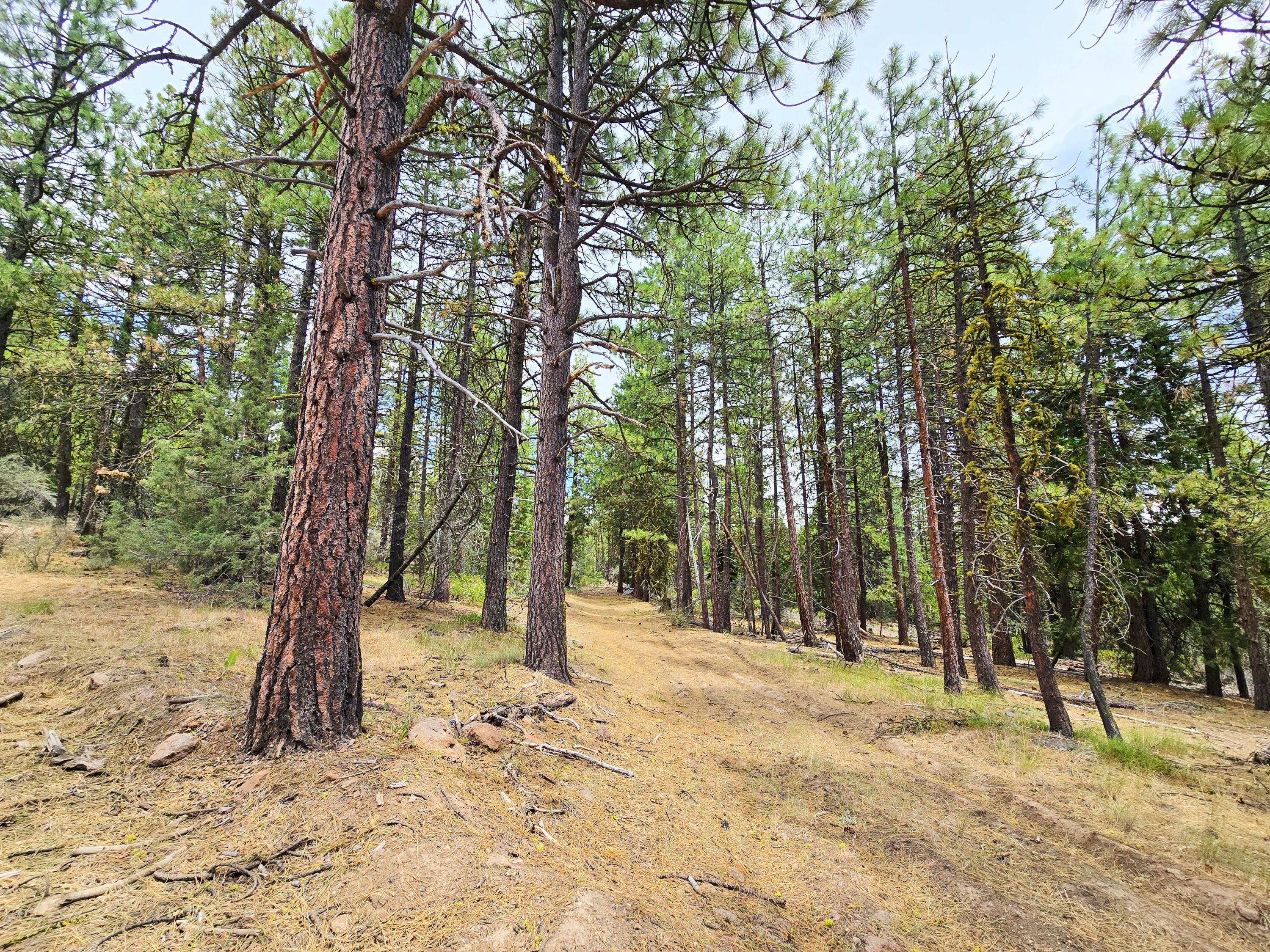 Klamath Falls Forest Estates -Hwy 66 Unit -Plat No. 1 - Land