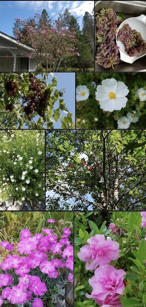 Tiny photo for 234 Penny Lane, Grants Pass, OR 97527 (MLS # 220213020)