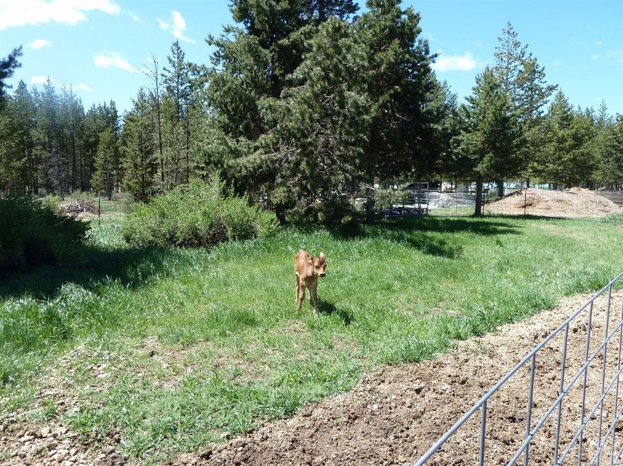 This is a great deal for someone looking for a small horse property, or a small farm. Cozy 1080 sf manufactured home w/3 bdrms & 2 baths sitting on a large acre. A couple of outbuildings will be marked by seller as remaining, ready for your own use. The balance of the buildings, stables & paddocks will be removed as well as the property and the house cleaned up. Property is completely fenced. Seller is in the process of cleaning and moving. Sold as-is with no warranties, either implied or otherwise