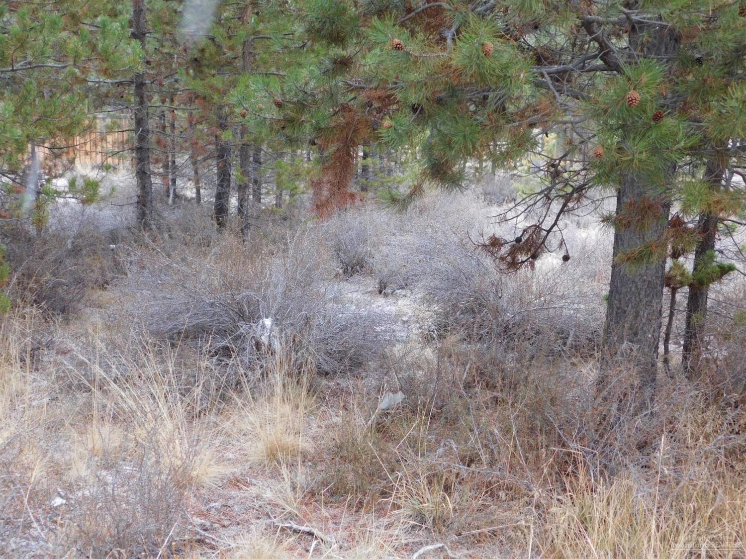 Peaceful Pines - Land