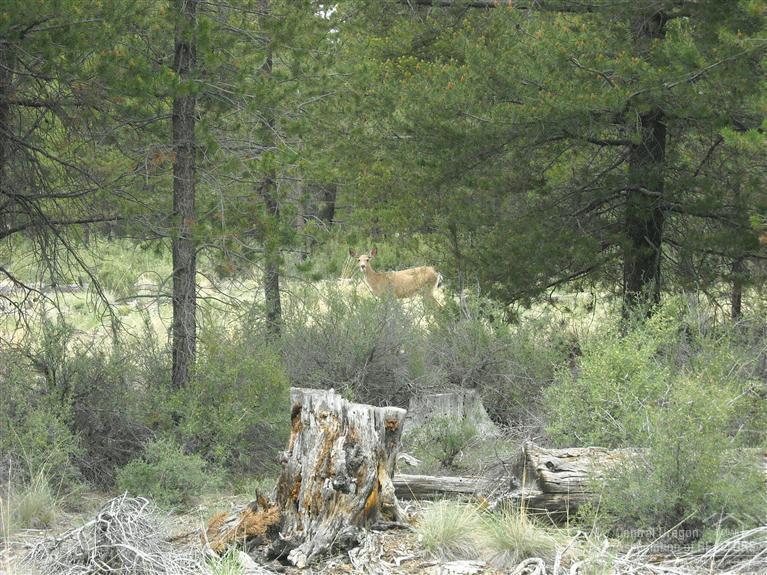Split Rail Ranchos - Land