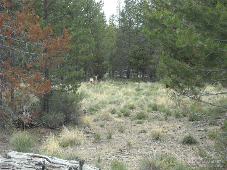 Split Rail Ranchos - Land