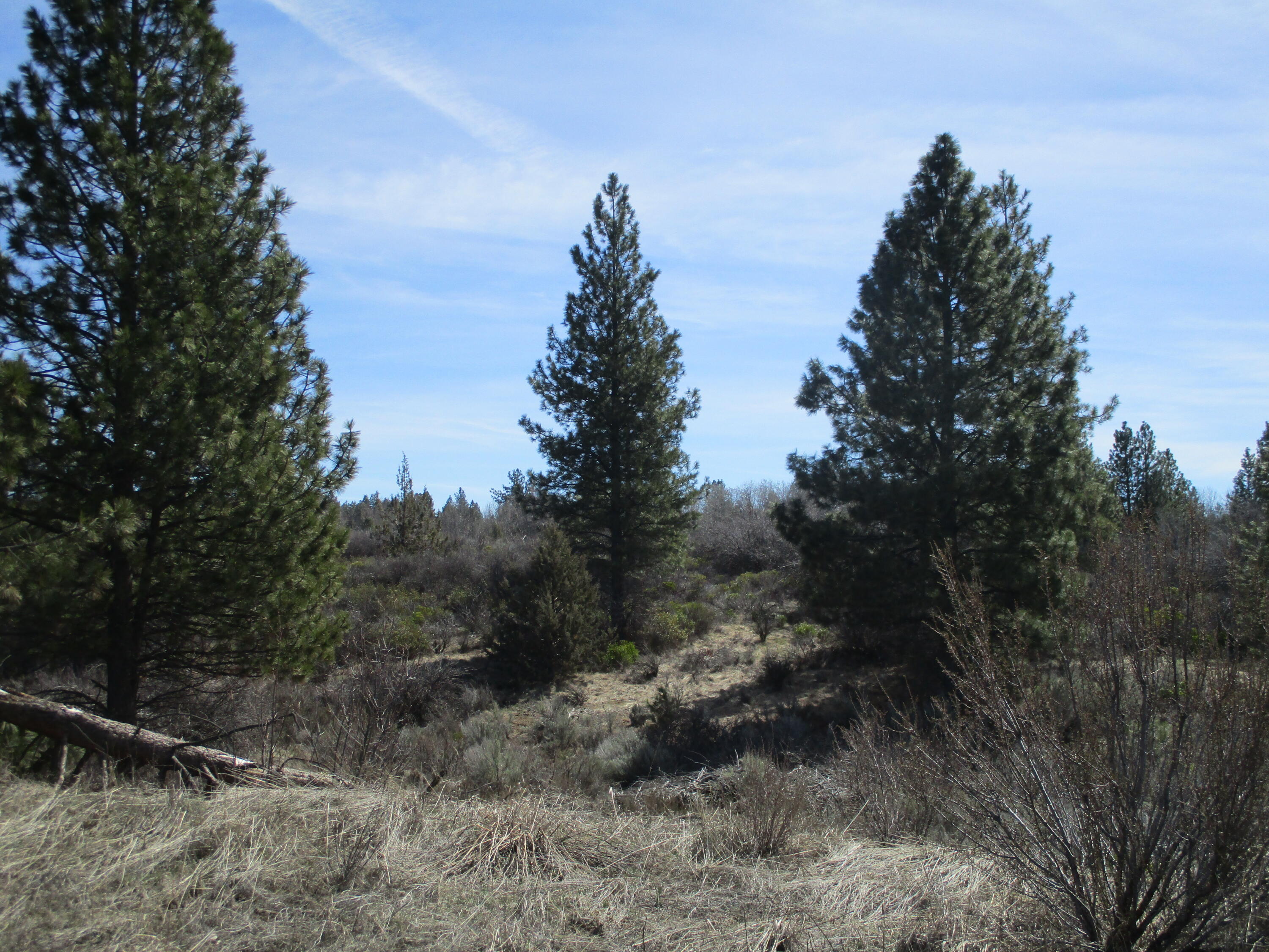 Oregon Shores - Land