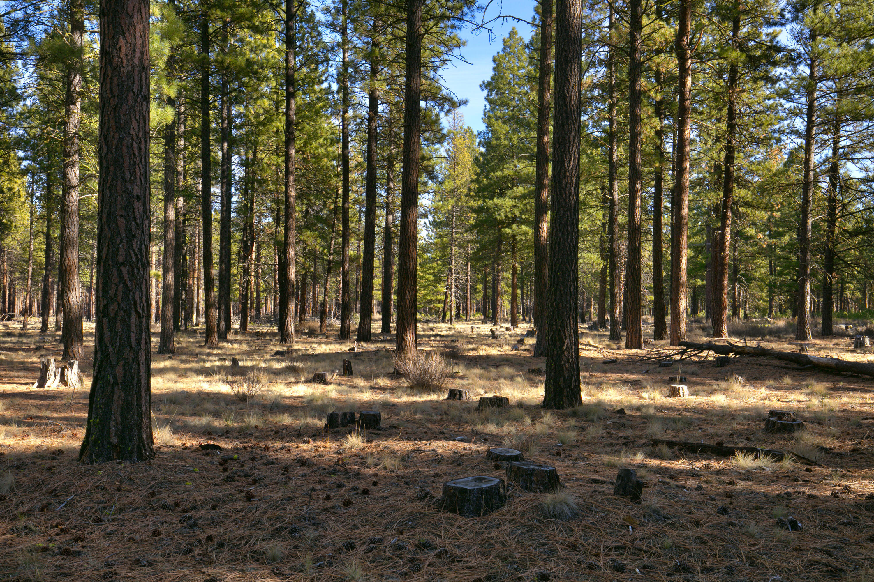 Glaze Meadow Homesite Section - Residential