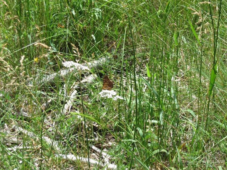 Wagon Trail Acreages - Land