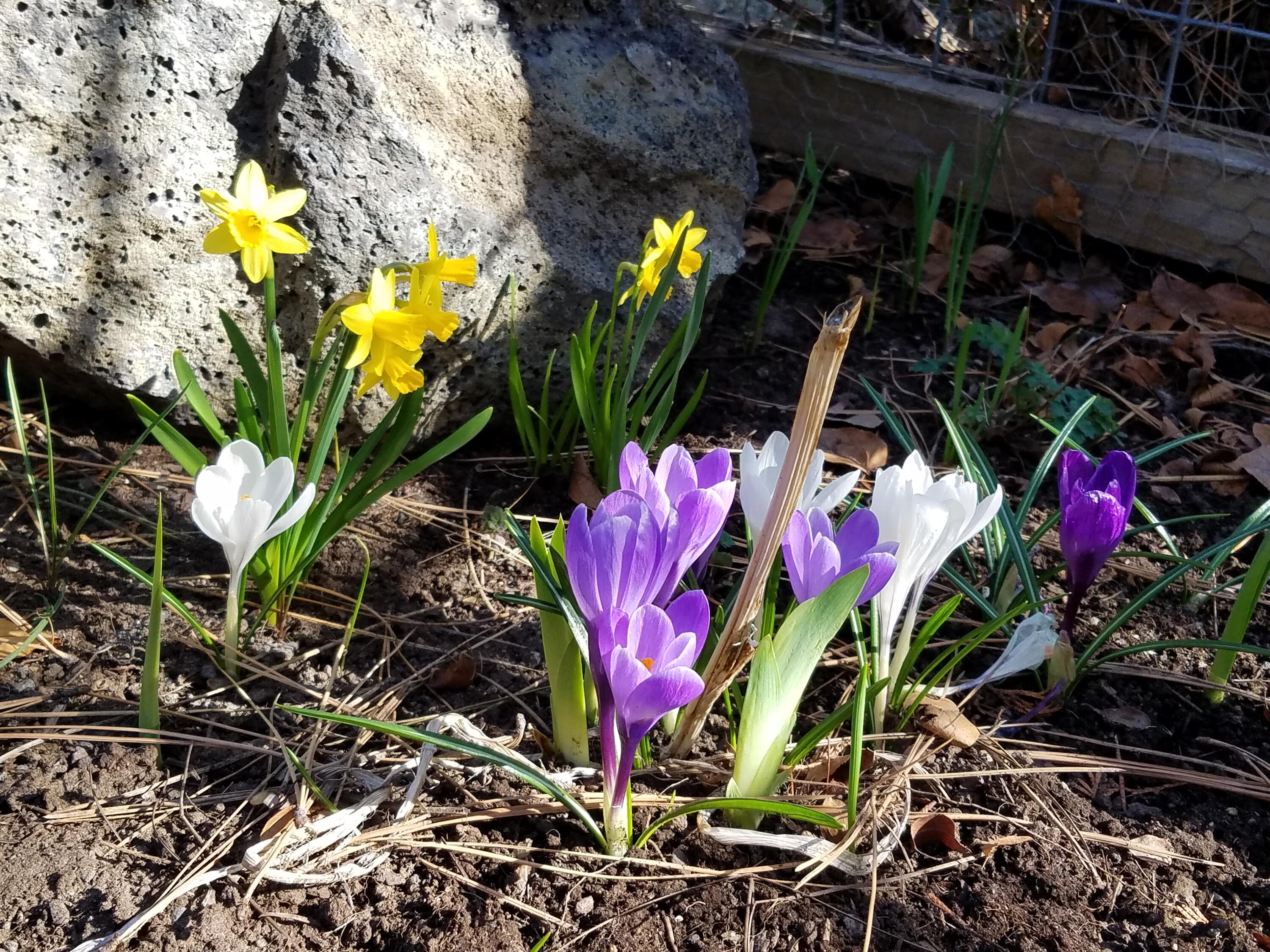 Bonne Home - Residential