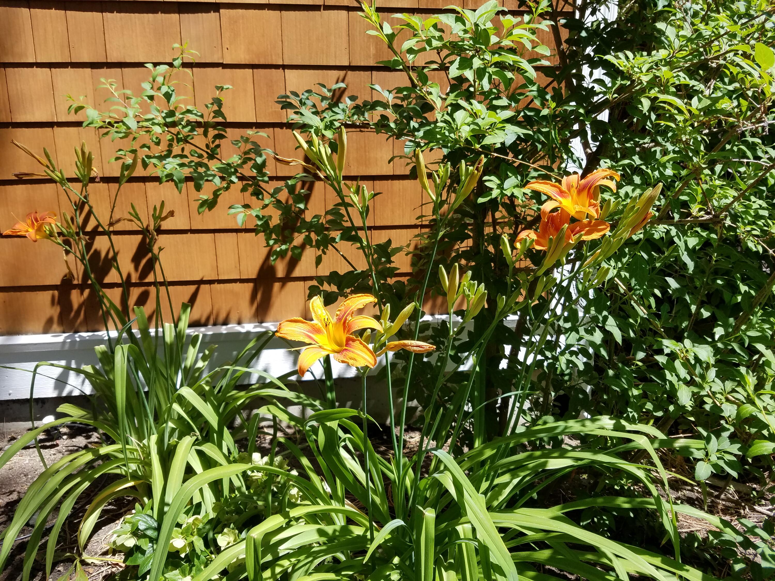 Bonne Home - Residential