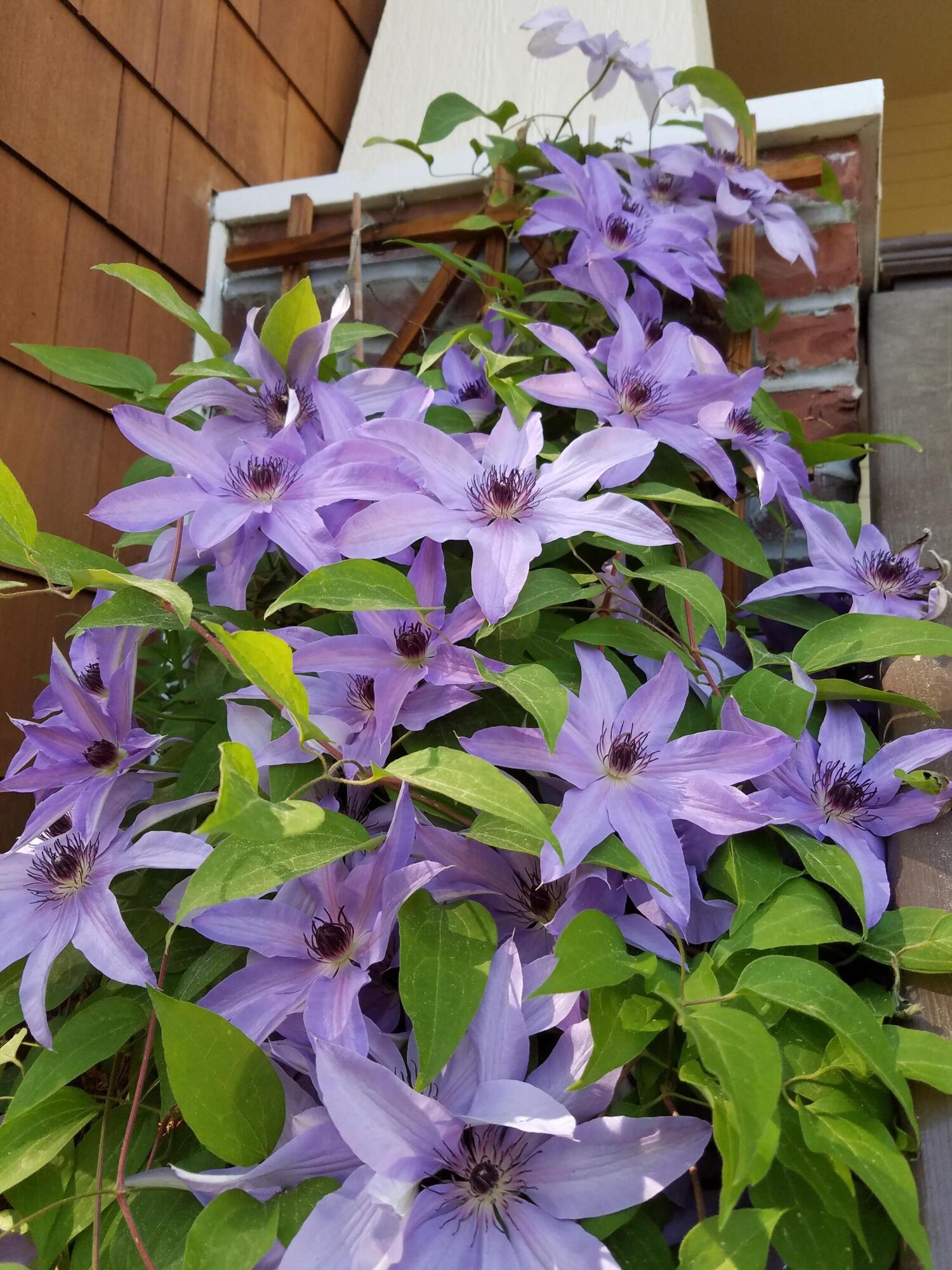 Bonne Home - Residential