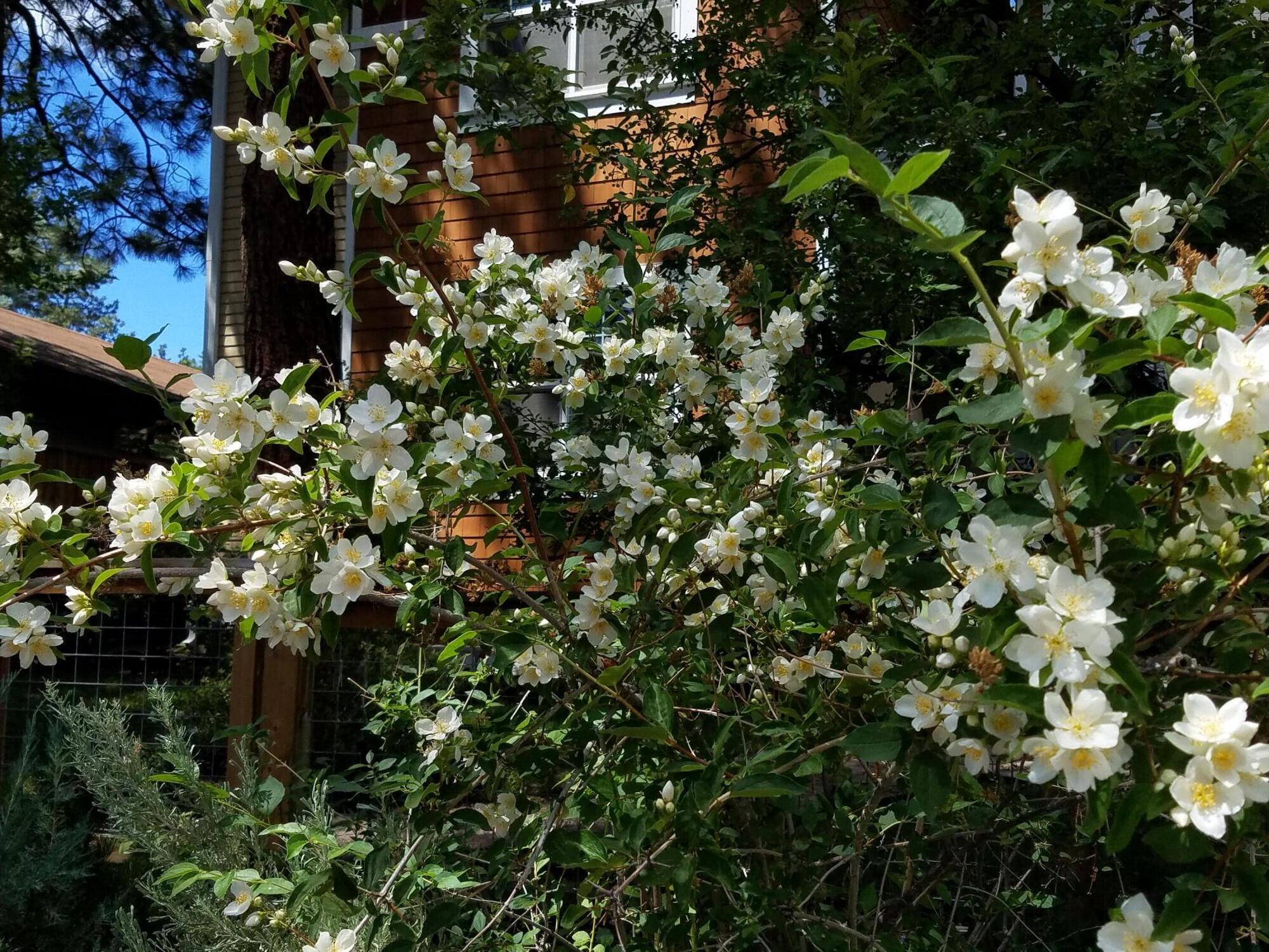 Bonne Home - Residential